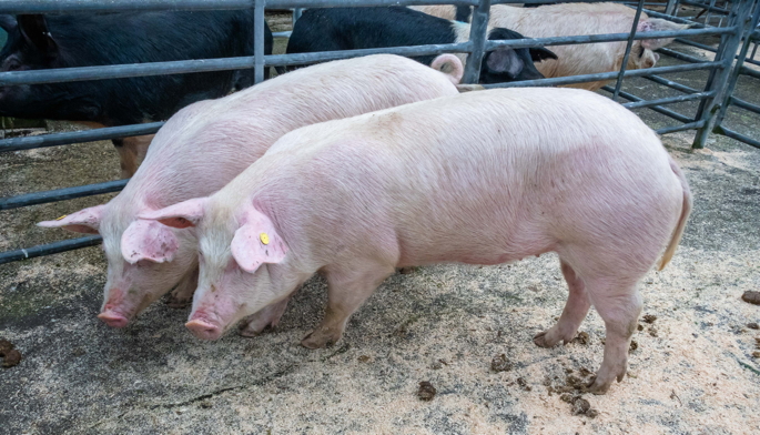 Champion pair of Landrace x Large White gilts