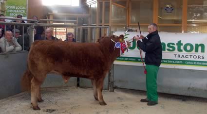 Reserve Champion won by J & L Craik, Waterside with Limousin x Bullock (605Kg) selling at 310p or £1875.50 to M/S Ballard Butchers Castle Douglas