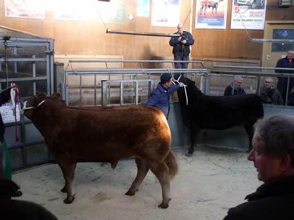 Christmas Show and Sale of Prime Cattle in Dumfries on Wednesday 5th December 2012.