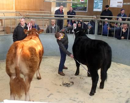 Christmas Show and Sale of Prime Cattle in Dumfries on Wednesday 5th December 2012.