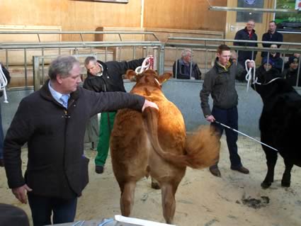 Christmas Show and Sale of Prime Cattle in Dumfries on Wednesday 5th December 2012.