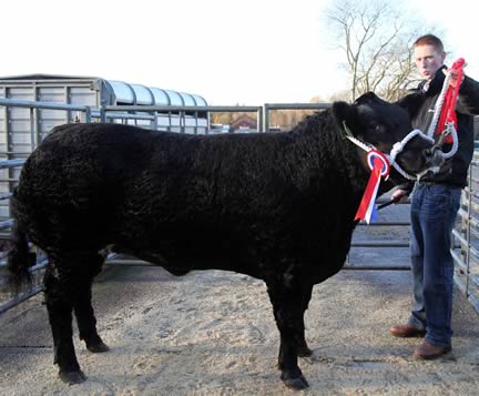 Reserve Champion from A & A Ewing