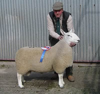 Champion North Country Cheviot Shearling Ram from K & O Stones, Nuncote Nook