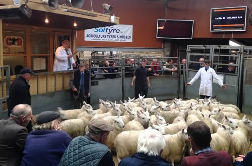 Mr John A Thomson of Thomson, Roddick & Laurie, in the week of his 90th Birthday, showing his Archbank Cheviot Mule Store Lambs at Cumberland & Dumfriesshire’s Dumfries Market on Friday 17th October 2014.