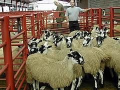 Midtodhills Lambs