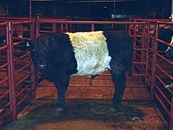 British Breed Champion