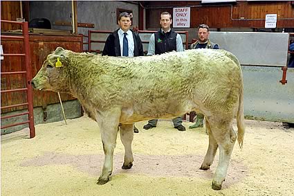 Champion Charolais from James Kyle, Spoutbank