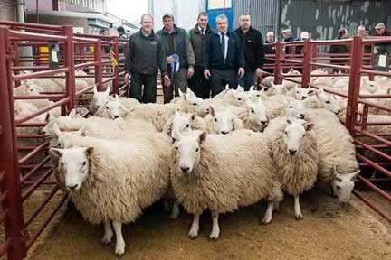 Reserve Champion Cheviot Hoggs Messrs Fleming, Falnash