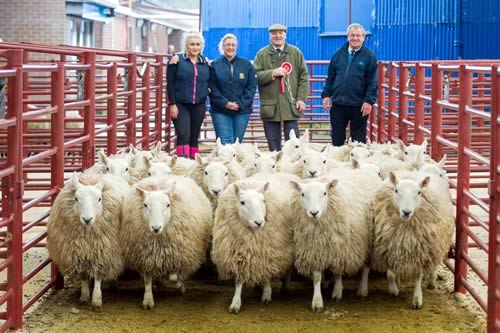 Hill Cheviot Champions