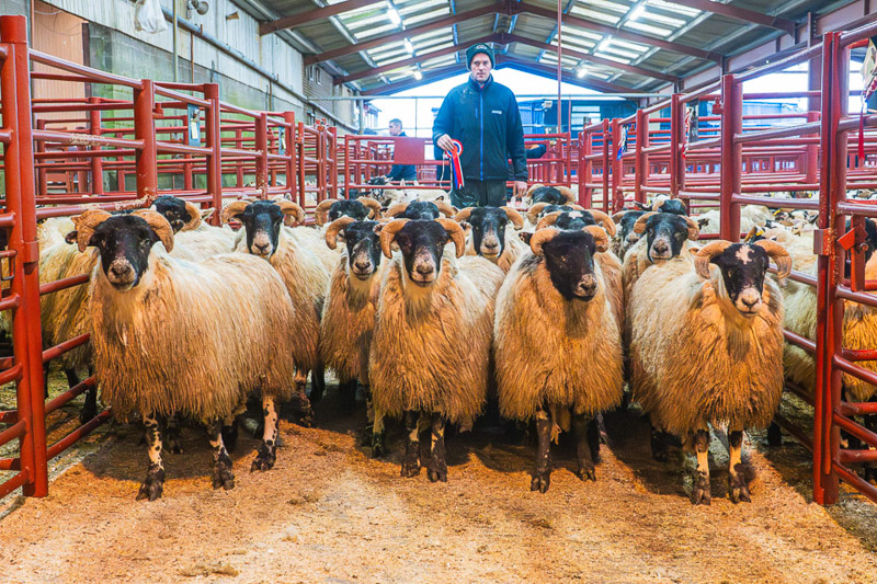 Champion pen of Blackface Hoggs