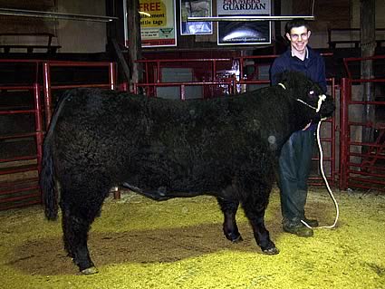 galloway heifer