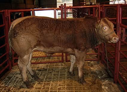 Limousin bullock