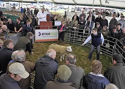 Kelso Ram Sale