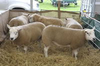 Wester Ulston Sheep - Upper Hundalee 