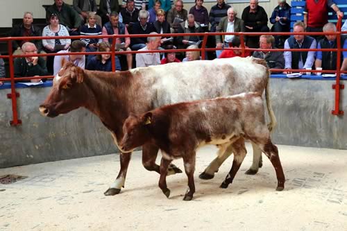 Fieldhouse Denise with her bull calf at foot sold for 2200 guineas