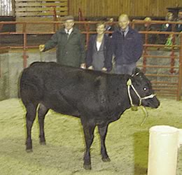 Champion Heifer