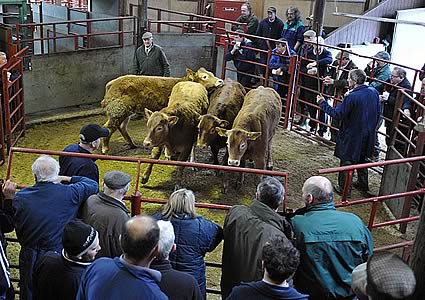 cattle from W.H. & D.M. Gass, Nunscleugh, Bewcastle. Photograph by Robert Smith Photography