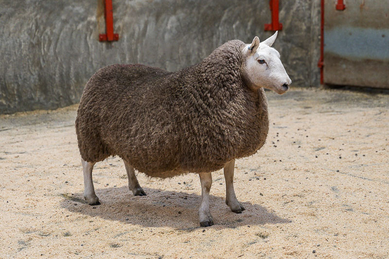 Mainside Farm Gimmer