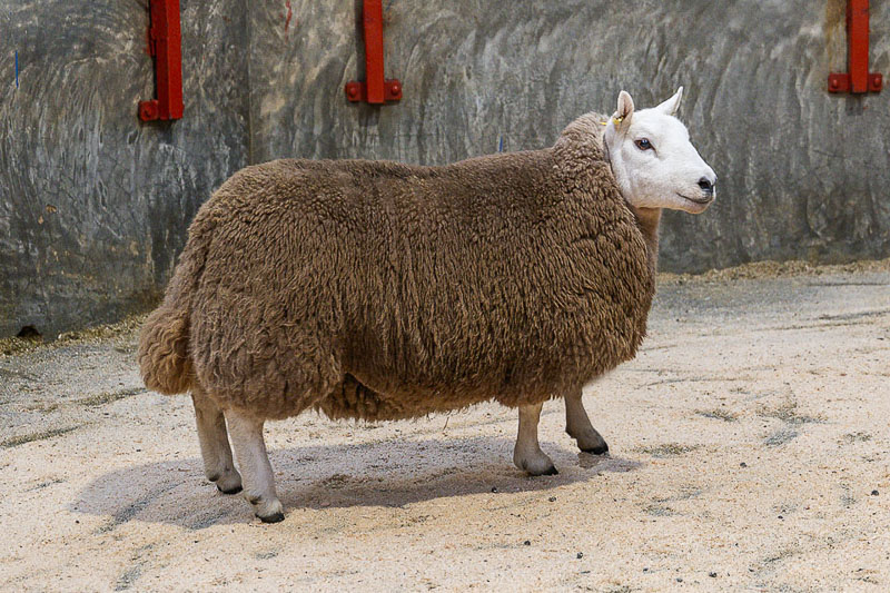 Castle Crawford Gimmer