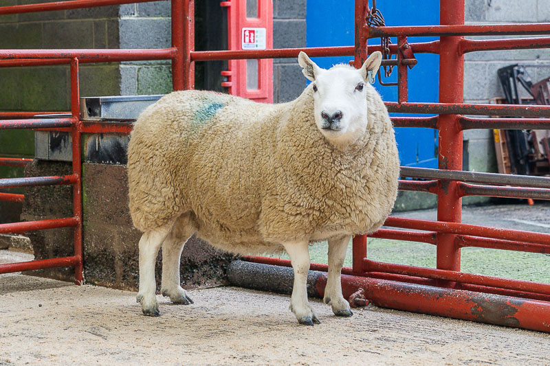 Catslackburn Gimmer